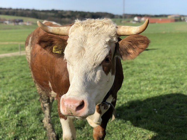 Why Dairy Cow Finance by The Funding Store is a Game-Changer for Dairy Farmers